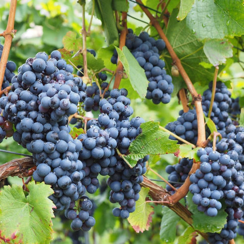 Weinbau Weinberg Stare Krähen Vogelabwehr
